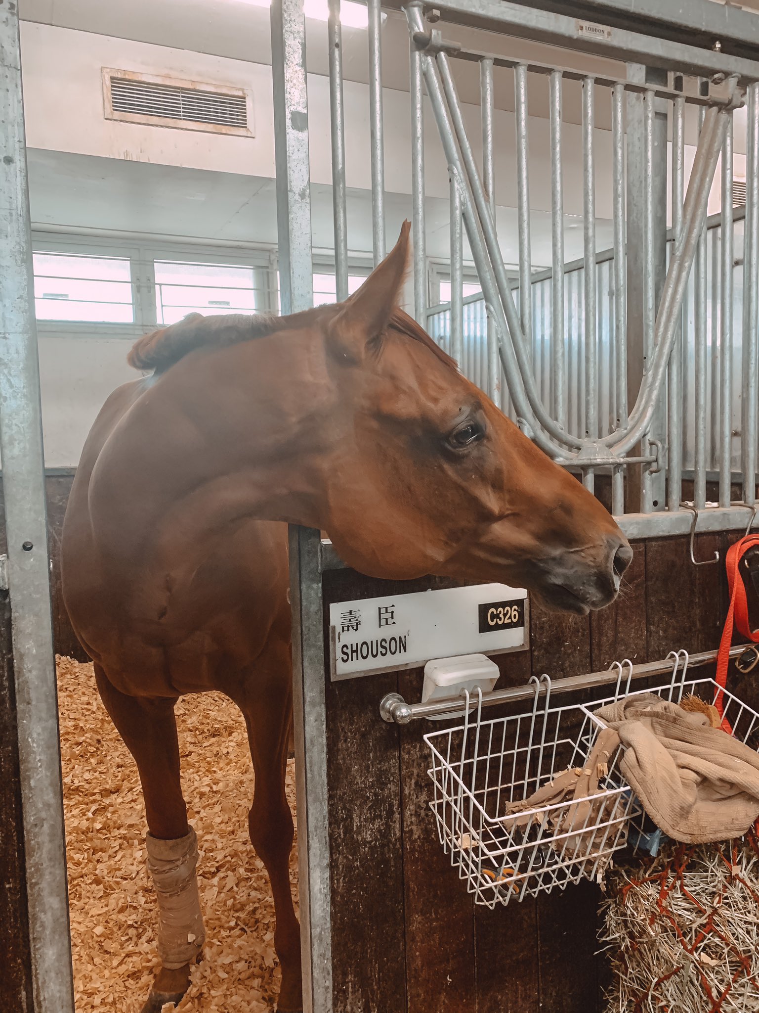 贏馬聯盟| 新的賽馬貼士模式贏馬廣場