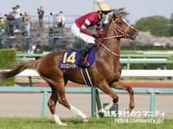 【日本打吡大賽2024】法國出生的「真命新帝」可能成為首匹由海外出生的馬匹勝出日本打吡大賽| 賽馬新聞 | 新的賽馬貼士模式贏馬廣場