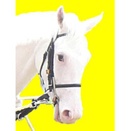 Kiiro | 新的賽馬貼士模式贏馬廣場