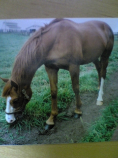 d79f7a68de | 專家介紹 | 新的賽馬貼士模式贏馬廣場