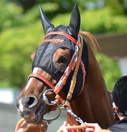 5494e7c780 | 專家介紹 | 新的賽馬貼士模式贏馬廣場