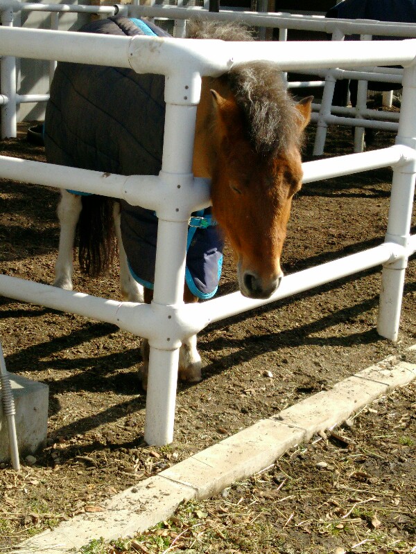 58079f8c81 | 新的賽馬貼士模式贏馬廣場