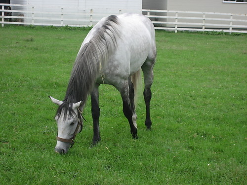 e17d2d0cb8 | 專家介紹 | 新的賽馬貼士模式贏馬廣場