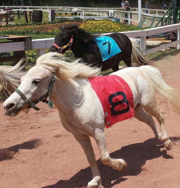 0a3be9ed78 | 專家介紹 | 新的賽馬貼士模式贏馬廣場