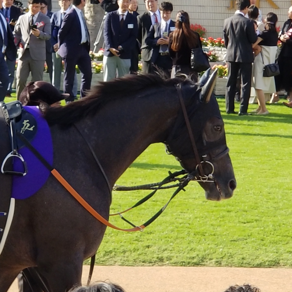 a9ba2e1496 | 專家介紹 | 新的賽馬貼士模式贏馬廣場