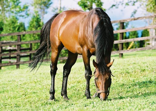 20b7d32ce6 | 專家介紹 | 新的賽馬貼士模式贏馬廣場