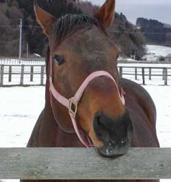 f913549405 | 專家介紹 | 新的賽馬貼士模式贏馬廣場