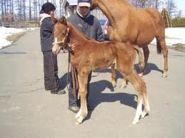 3b47d1d9ac | 專家介紹 | 新的賽馬貼士模式贏馬廣場