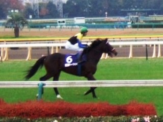 fd47537d33 | 專家介紹 | 新的賽馬貼士模式贏馬廣場