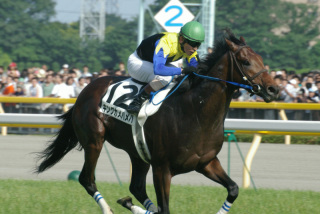 51113c8336 | 專家介紹 | 新的賽馬貼士模式贏馬廣場