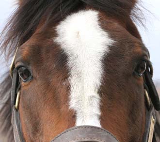 c0aebd81b1 | 專家介紹 | 新的賽馬貼士模式贏馬廣場