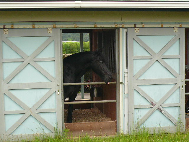 6741fbadb2 | 新的賽馬貼士模式贏馬廣場