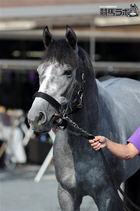 Hiratama | 新的賽馬貼士模式贏馬廣場