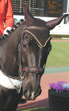 0ad845339e | 專家介紹 | 新的賽馬貼士模式贏馬廣場