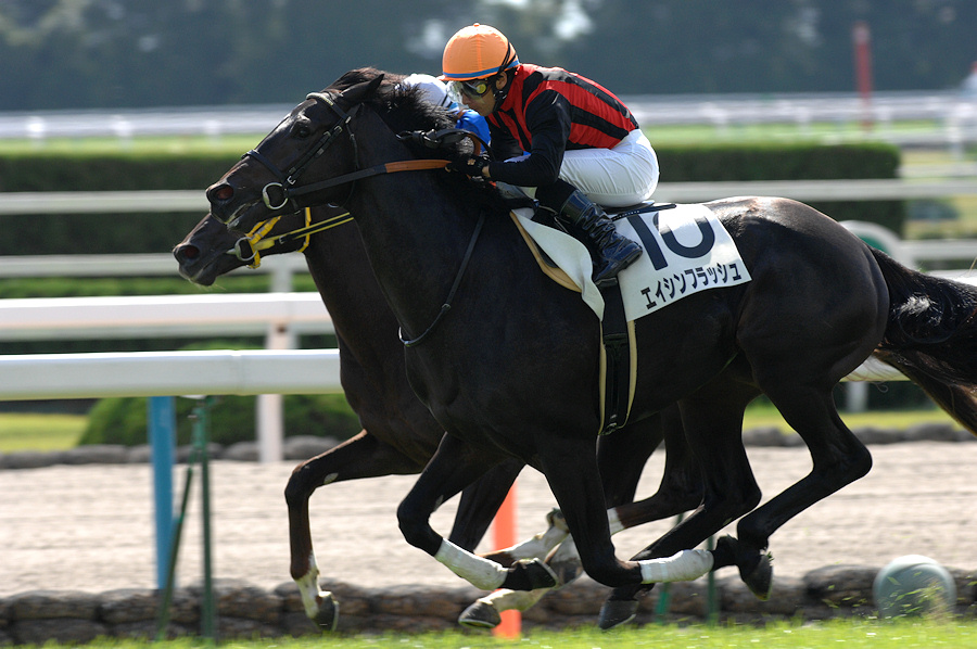 98e8275e69 | 專家介紹 | 新的賽馬貼士模式贏馬廣場