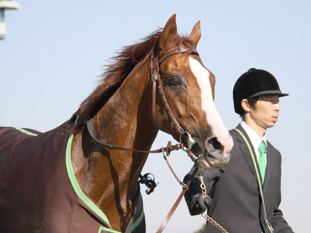 8e36a6f547 | 專家介紹 | 新的賽馬貼士模式贏馬廣場