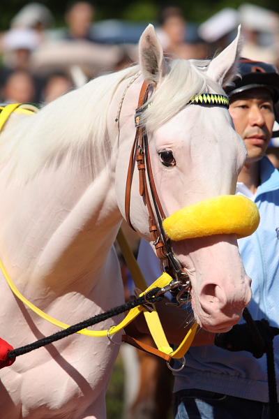 7d32e309f7 | 專家介紹 | 新的賽馬貼士模式贏馬廣場