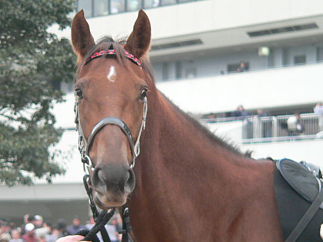 week | 專家介紹 | 新的賽馬貼士模式贏馬廣場