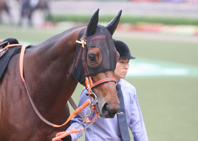 9f10221dfc | 專家介紹 | 新的賽馬貼士模式贏馬廣場