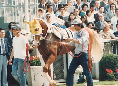 a2b5bc08f4 | 專家介紹 | 新的賽馬貼士模式贏馬廣場