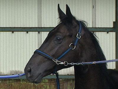 77523261e3 | 專家介紹 | 新的賽馬貼士模式贏馬廣場