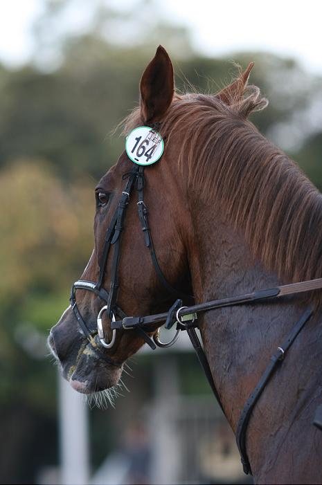 c6a948888b | 專家介紹 | 新的賽馬貼士模式贏馬廣場