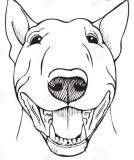 bull terrier | 新的賽馬貼士模式贏馬廣場